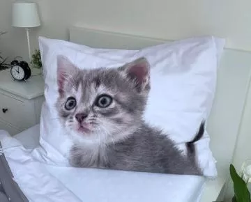 Jemn� bavln�n� povle�en� Kitten grey